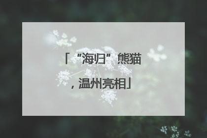 “海归”熊猫，温州亮相