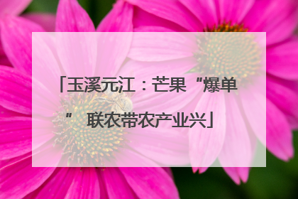 玉溪元江：芒果“爆单” 联农带农产业兴