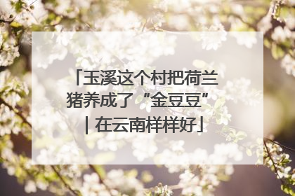 玉溪这个村把荷兰猪养成了“金豆豆”｜在云南样样好