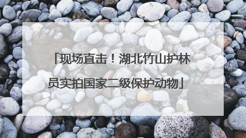 现场直击！湖北竹山护林员实拍国家二级保护动物