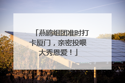 燕鸥组团准时打卡厦门，亲密投喂大秀恩爱！