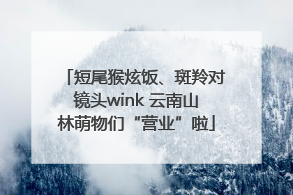 短尾猴炫饭、斑羚对镜头wink 云南山林萌物们“营业”啦