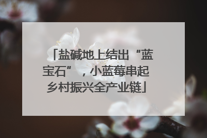盐碱地上结出“蓝宝石”，小蓝莓串起乡村振兴全产业链