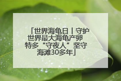 世界海龟日丨守护世界最大海龟产卵 特多“守夜人”坚守海滩30多年