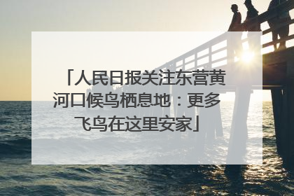人民日报关注东营黄河口候鸟栖息地：更多飞鸟在这里安家