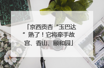 京西贡杏“玉巴达”熟了！它将牵手故宫、香山、颐和园