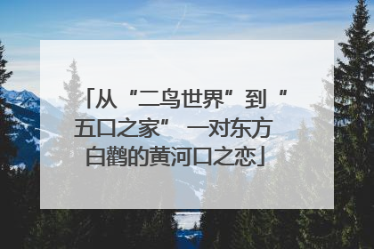 从“二鸟世界”到“五口之家” 一对东方白鹳的黄河口之恋