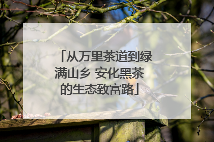 从万里茶道到绿满山乡 安化黑茶的生态致富路