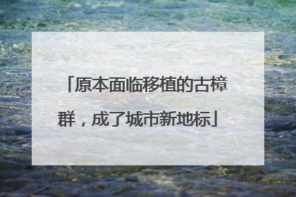 原本面临移植的古樟群，成了城市新地标