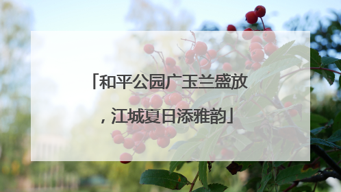 和平公园广玉兰盛放，江城夏日添雅韵