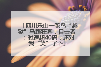 四川乐山一鸵鸟“越狱”马路狂奔，目击者：时速超40码，还对我“笑”了下