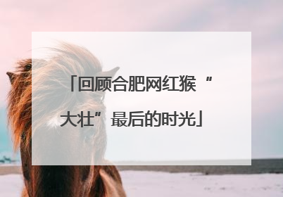 回顾合肥网红猴“大壮”最后的时光