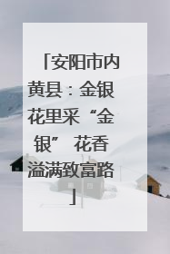 安阳市内黄县：金银花里采“金银” 花香溢满致富路