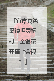 宜章县笆篱镇坦灵祠村：金银花开摘“金银”