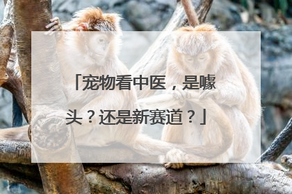 宠物看中医，是噱头？还是新赛道？