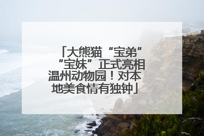 大熊猫“宝弟”“宝妹”正式亮相温州动物园！对本地美食情有独钟