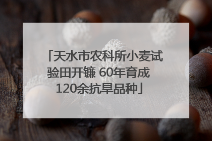 天水市农科所小麦试验田开镰 60年育成120余抗旱品种