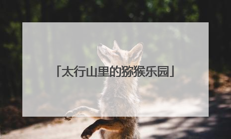太行山里的猕猴乐园