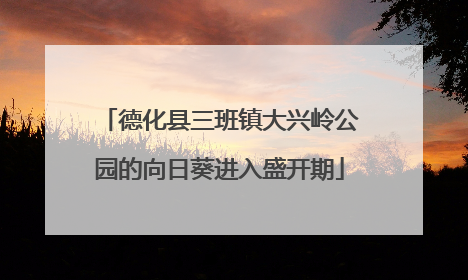 德化县三班镇大兴岭公园的向日葵进入盛开期