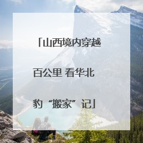 山西境内穿越百公里 看华北豹“搬家”记