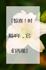 惊喜！时隔4年，它们再现