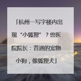杭州一写字楼内出现“小狐狸”？兽医院院长：普通的宠物小狗，像狐狸犬