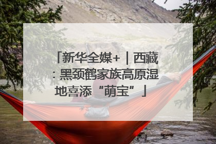 新华全媒+｜西藏：黑颈鹤家族高原湿地喜添“萌宝”