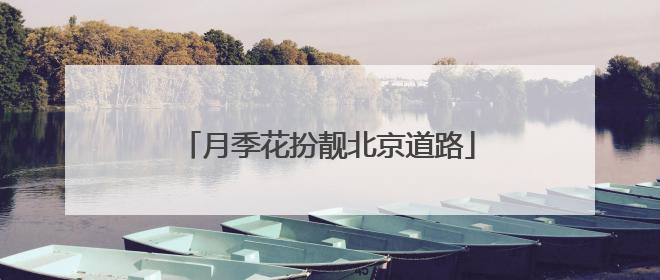 月季花扮靓北京道路