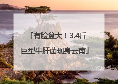 有脸盆大！3.4斤巨型牛肝菌现身云南