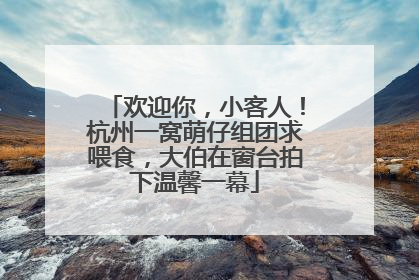 欢迎你，小客人！杭州一窝萌仔组团求喂食，大伯在窗台拍下温馨一幕