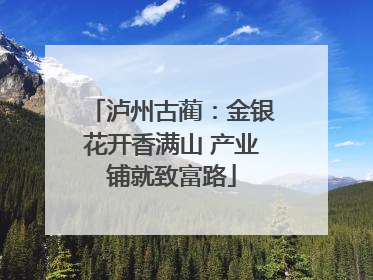 泸州古蔺：金银花开香满山 产业铺就致富路