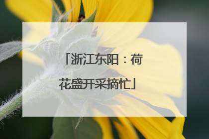 浙江东阳：荷花盛开采摘忙