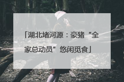 湖北堵河源：豪猪“全家总动员”悠闲觅食