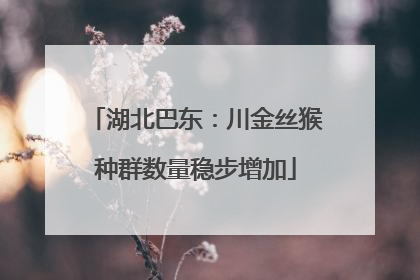 湖北巴东：川金丝猴种群数量稳步增加