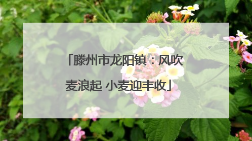 滕州市龙阳镇：风吹麦浪起 小麦迎丰收