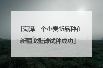菏泽三个小麦新品种在新疆戈壁滩试种成功