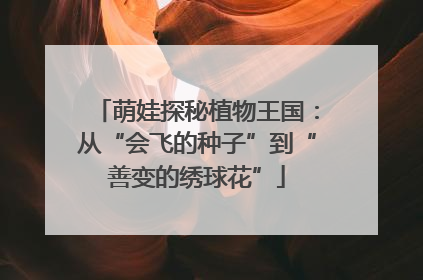 萌娃探秘植物王国：从“会飞的种子”到“善变的绣球花”