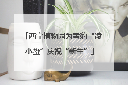 西宁植物园为雪豹“凌小蛰”庆祝“新生”