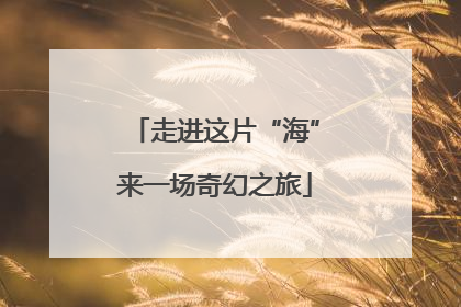 走进这片“海”来一场奇幻之旅