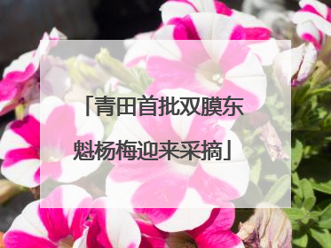 青田首批双膜东魁杨梅迎来采摘