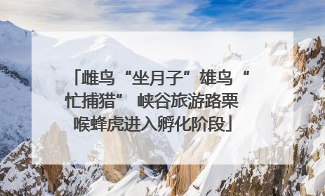 雌鸟“坐月子”雄鸟“忙捕猎” 峡谷旅游路栗喉蜂虎进入孵化阶段