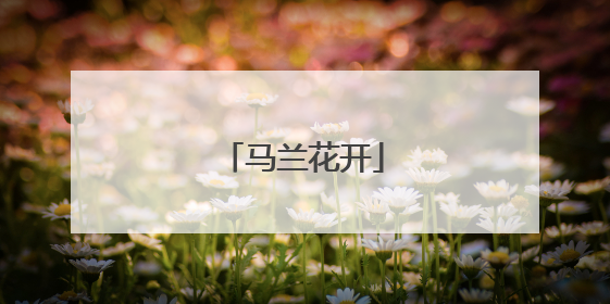 马兰花开