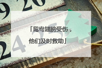 鸳鸯翅膀受伤，他们及时救助