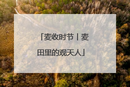 麦收时节丨麦田里的观天人
