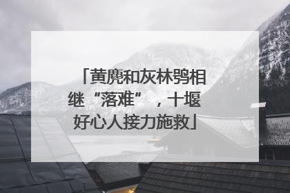 黄麂和灰林鸮相继“落难”，十堰好心人接力施救