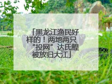 黑龙江渔民好样的！两地两只“投网”达氏鳇被放归大江