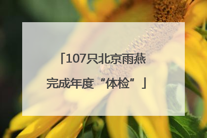 107只北京雨燕完成年度“体检”